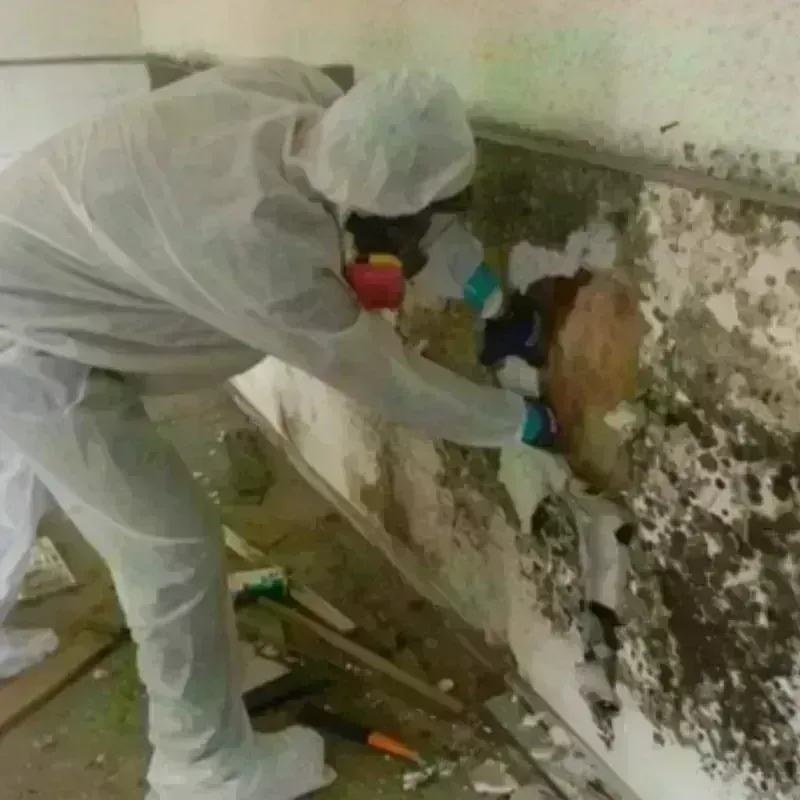 Mold Remediation and Removal in Lake Hallie, WI